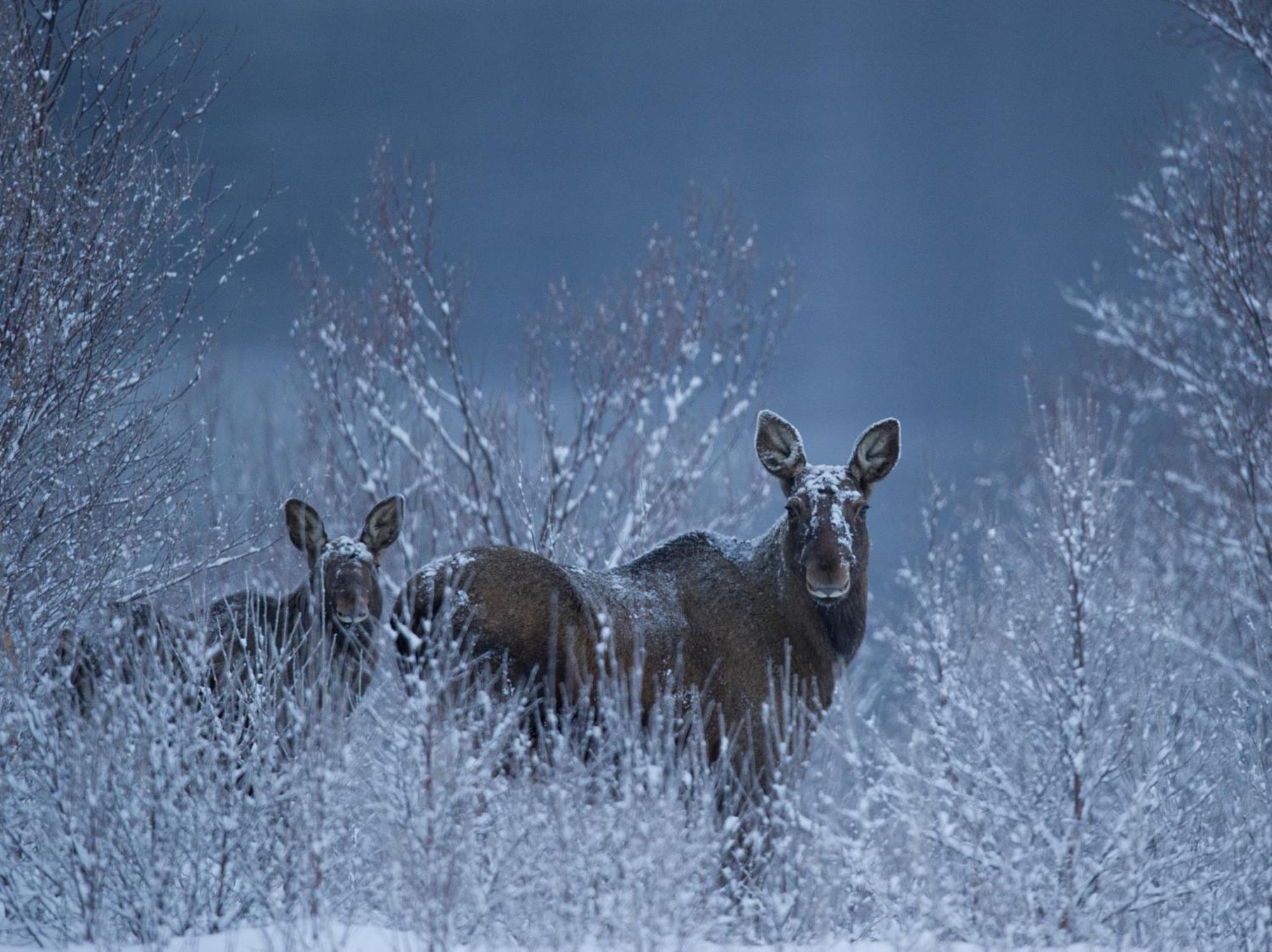 Sorrisniva Arctic Wilderness Lodge アルタ エクステリア 写真